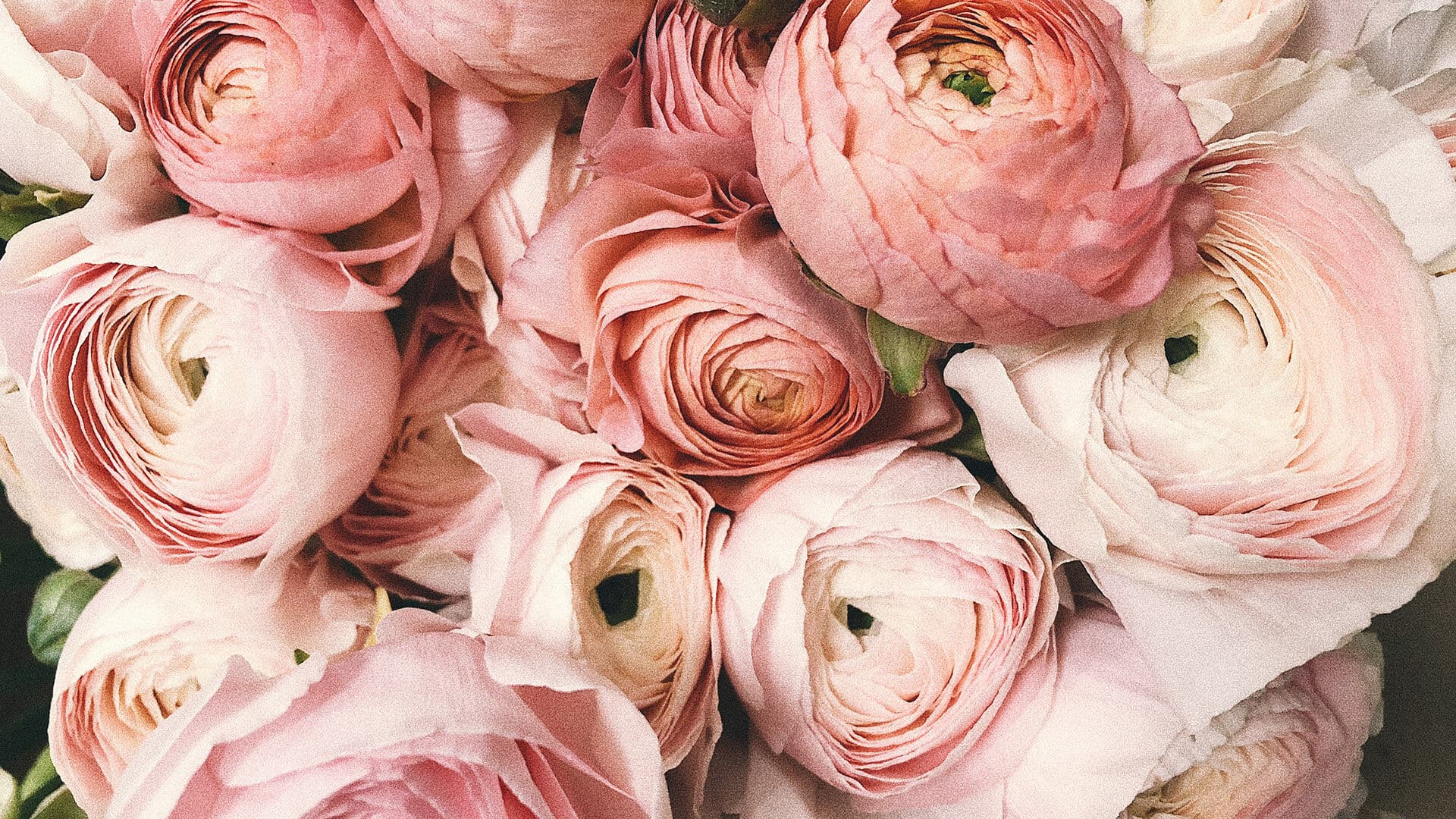 background flower